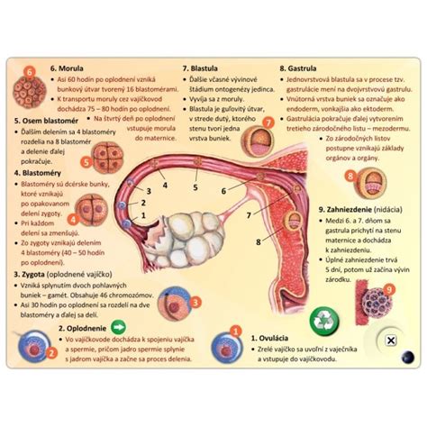 Schematické znázornenie mužských vnútorných pohlavných orgánov: semenníky, nadsemenníky, semenovody, semenné mechúriky, predstojnica