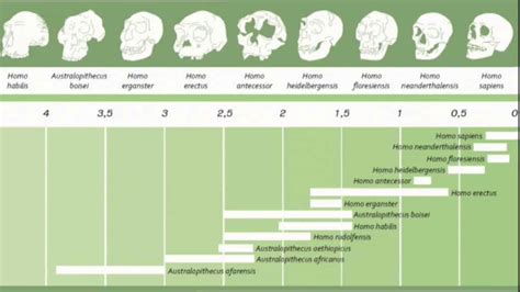 Vývojový strom človeka s kľúčovými predkami
