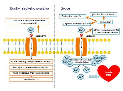 Infografika zobrazujúca mechanizmus účinku kabergolínu na potlačenie laktácie.