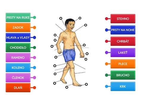 Ilustrácia znázorňujúca rôzne časti tela plodu, ktoré sú kontrolované počas morfologického ultrazvuku.