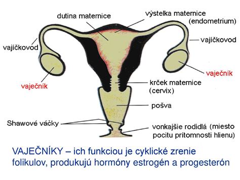 Ilustrácia ženského reprodukčného systému s vyznačenými orgánmi ako maternica, vaječníky, vajcovody a krčok maternice.