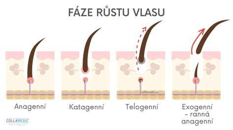 schematické znázornenie rastového cyklu vlasu s fázami rastu, prechodu a pokoja