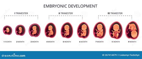 Fetus v 1. trimestri s vyznačenými parametrami pre NT a NB