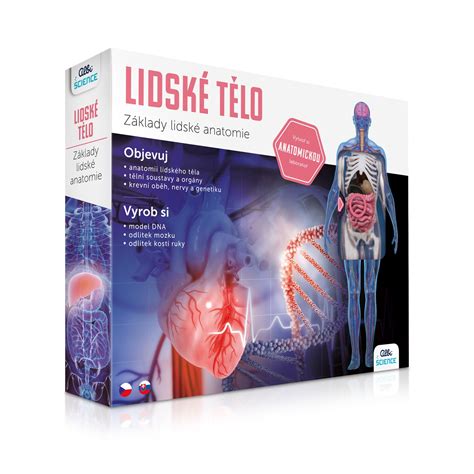 Infografika zobrazujúca hlavné účinky ultrazvukovej terapie na ľudské telo