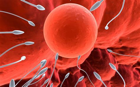 Ilustrácia ľudského vajíčka a spermie