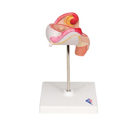Ilustrácia modelu ľudského embrya vytvoreného v laboratóriu.