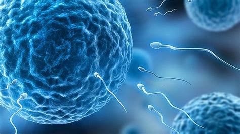 Ilustrácia znázorňujúca proces výberu darcu spermií z katalógu