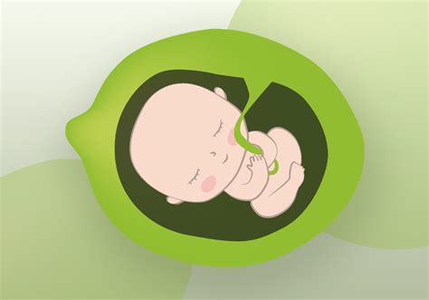 Ilustrácia vývoja bábätka v 20. týždni tehotenstva