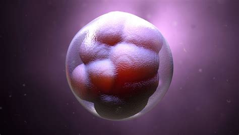 mikroskopický záber embrya v štádiu blastocysty