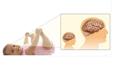 Schéma znázorňujúca rast synaptických spojení v mozgu dieťaťa počas prvých rokov života.