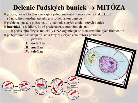 Ilustrácia ovčieho embrya s naznačeným začlenením ľudských buniek