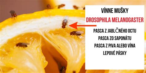 Ilustrácia rôznych typov pascí na vínne mušky