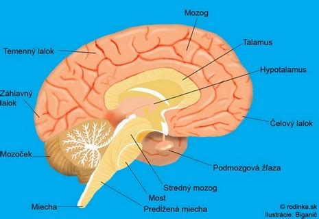 Infografika zobrazujúca mozgové centrá aktivované pri hraní videohier
