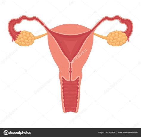 Ilustrácia ženského reprodukčného systému s vyznačenými vajcovodmi