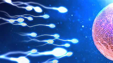 Infografika znázorňujúca cestu spermií k vajíčku a proces oplodnenia.