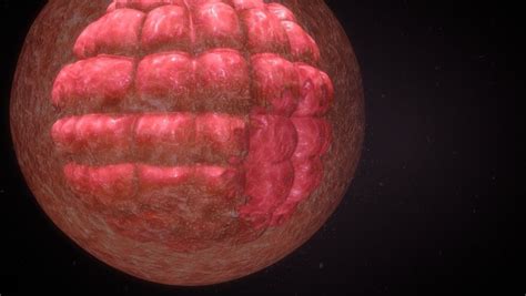 Vizualizácia delenia buniek od zygoty cez morulu až po blastocystu.