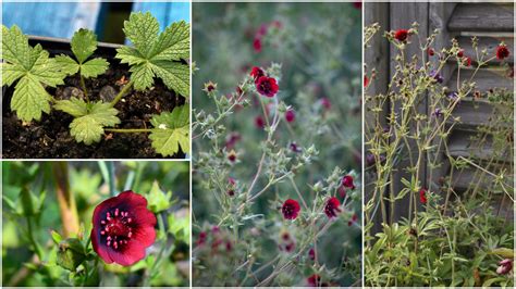 Ilustrácia starovekej symboliky červenej farby