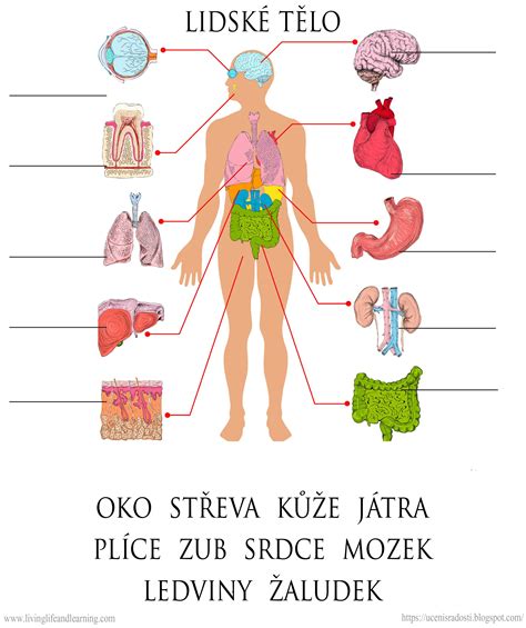 ilustrácia ženského tela s označením oblastí, ktoré môžu súvisieť s funkčnou sterilitou
