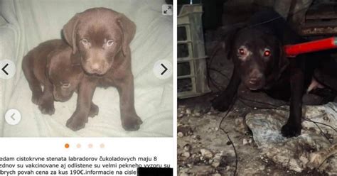 ilustračné foto pôrodnej debny so šteniatkami a matkou