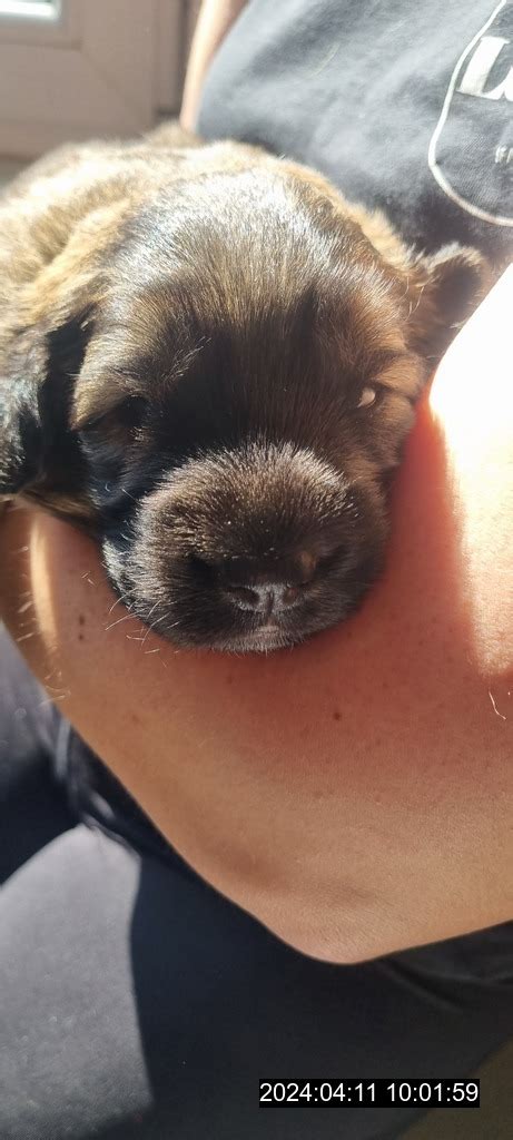 novorodené šteniatko v náručí chovateľa