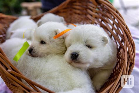 fotografia šteniatka pri prvom kŕmení z misky