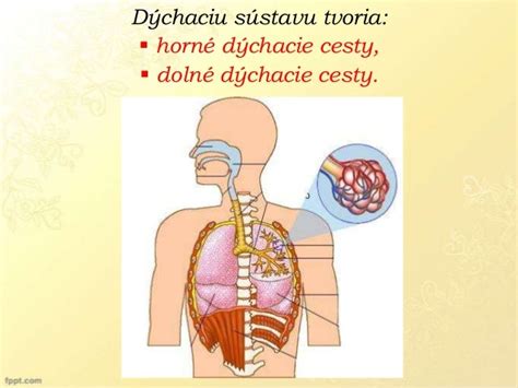Ilustrácia dýchacích ciest dieťaťa so zameraním na horné dýchacie cesty a hrtan.