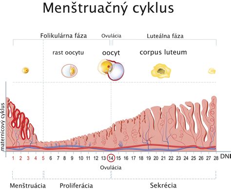Grafické znázornenie fáz menštruačného cyklu a zmien endometria