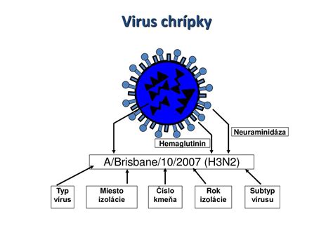 schéma prenosu HPV vírusu