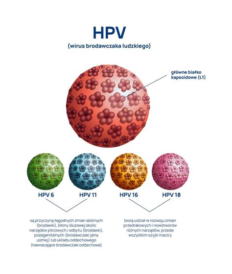 infografika o prevencii HPV