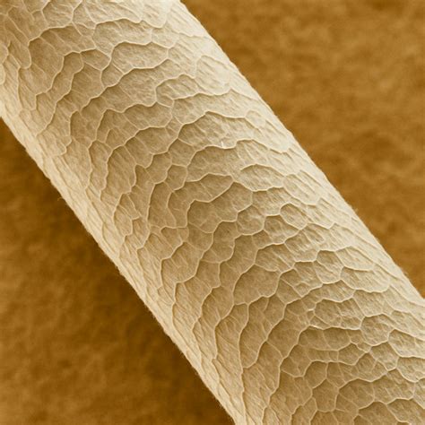 Detailná fotografia štruktúry merino vlny