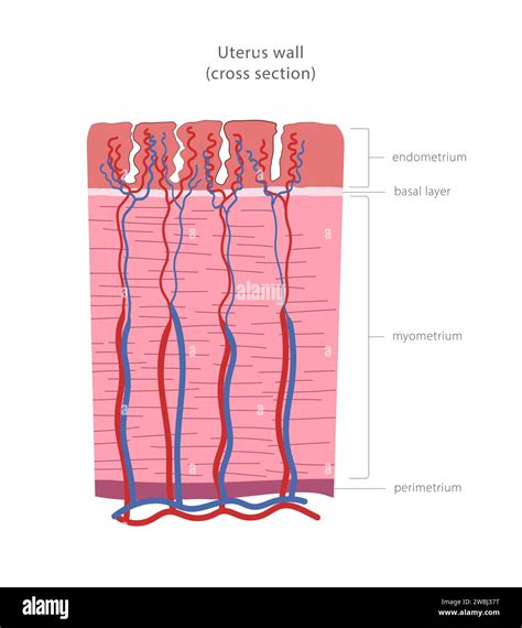 Ilustrácia zobrazujúca priečny rez maternicou s vyznačenými tromi vrstvami: peritoneum, myometrium a endometrium.