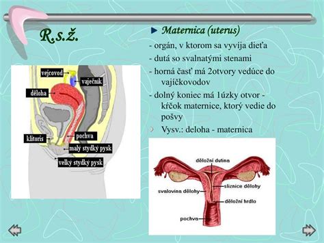 Ilustrácia mužskej a ženskej rozmnožovacej sústavy