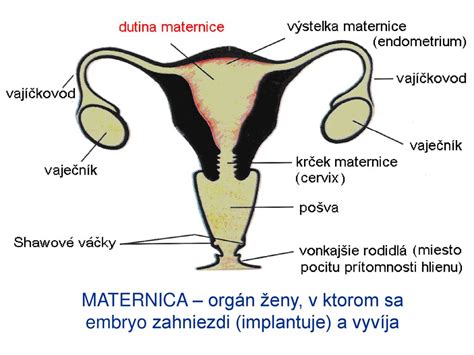 Ilustrácia znázorňujúca anatomické vrstvy brušnej steny a maternice pri cisárskom reze.