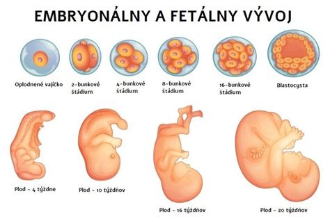 Ilustrácia vývoja plodu v 23. týždni tehotenstva