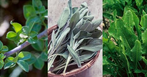 koláž rôznych bylinných čajov a rastlín, ktoré sa tradične používajú pri ženských problémoch