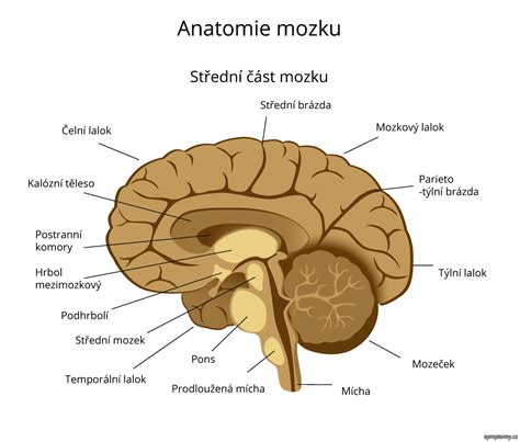 Schéma detského mozgu s vyznačenými oblasťami zodpovednými za emócie a sebaovládanie.