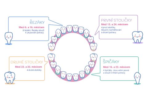 Infografika: Štandardný kalendár prerezávania mliečnych zubov u detí
