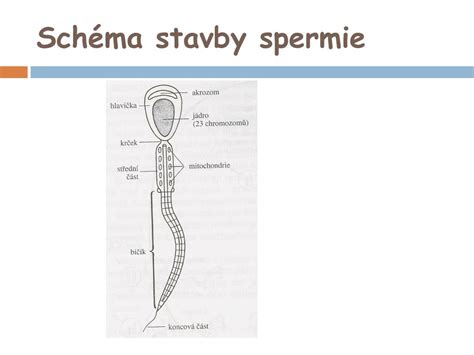 schéma stavby spermie a vajíčka