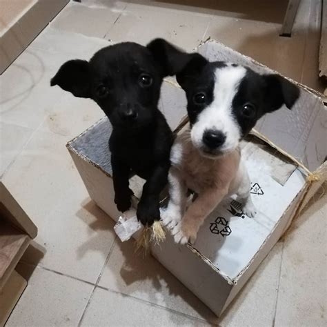 steniatka jedia z misky