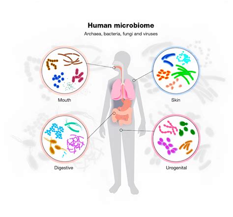 Ilustrácia črevného mikrobiomu s rozmanitými baktériami.