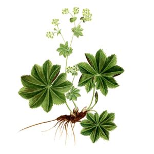 Ilustrácia rastliny alchemilka s detailom listov a kvetov.