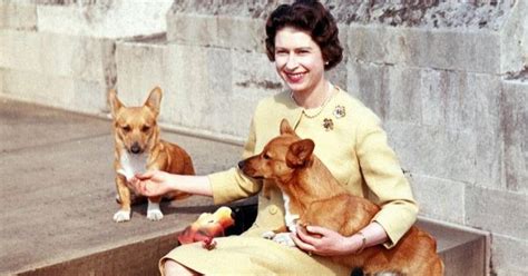 Kráľovná Alžbeta II. s jej milovanými psami rasy waleský korgi.