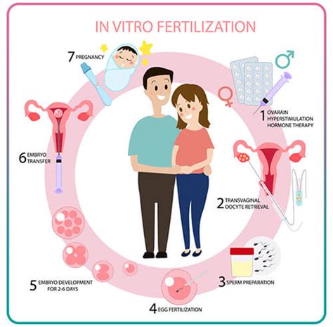 Schéma priebehu IVF cyklu s vyznačenými jednotlivými krokmi