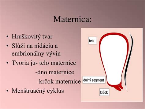 Ilustrácia znázorňujúca cestu spermií k vajíčku cez krčok maternice