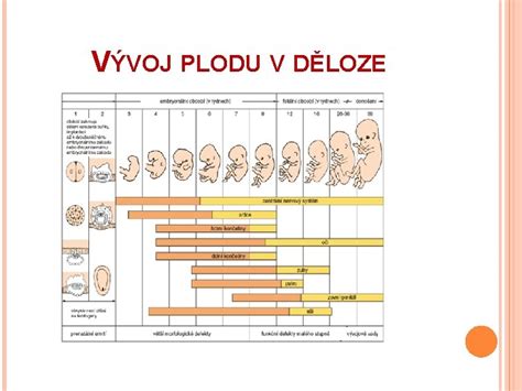Infografika zobrazujúca vývoj pohybovej aktivity plodu v jednotlivých trimestroch tehotenstva