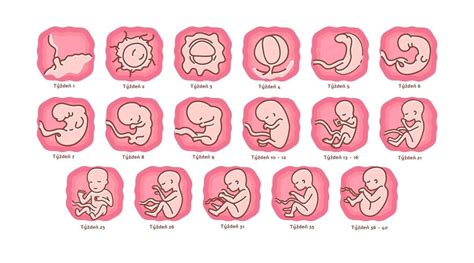 Ilustrácia znázorňujúca rôzne typy pohybov plodu v brušku