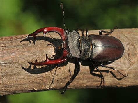 Ilustrácia obálky časopisu Roháč s učiteľom v podobe Indiána