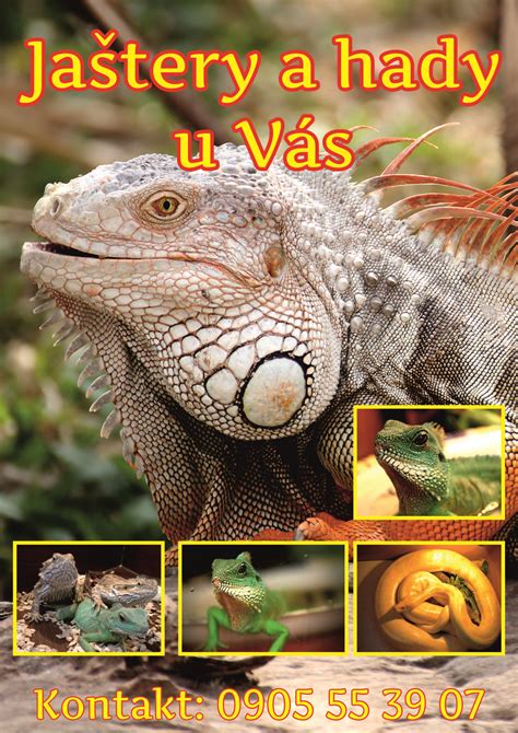 Detailné fotografie pánskych kraťasov s ukážkou vreciek a zapínania