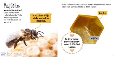 Schéma vývoja včelej matky z larvy