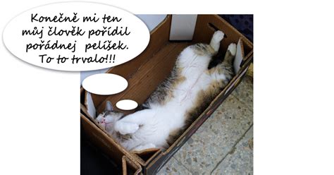 Ilustračný obrázok pripravenej pôrodnice pre mačku v krabici.